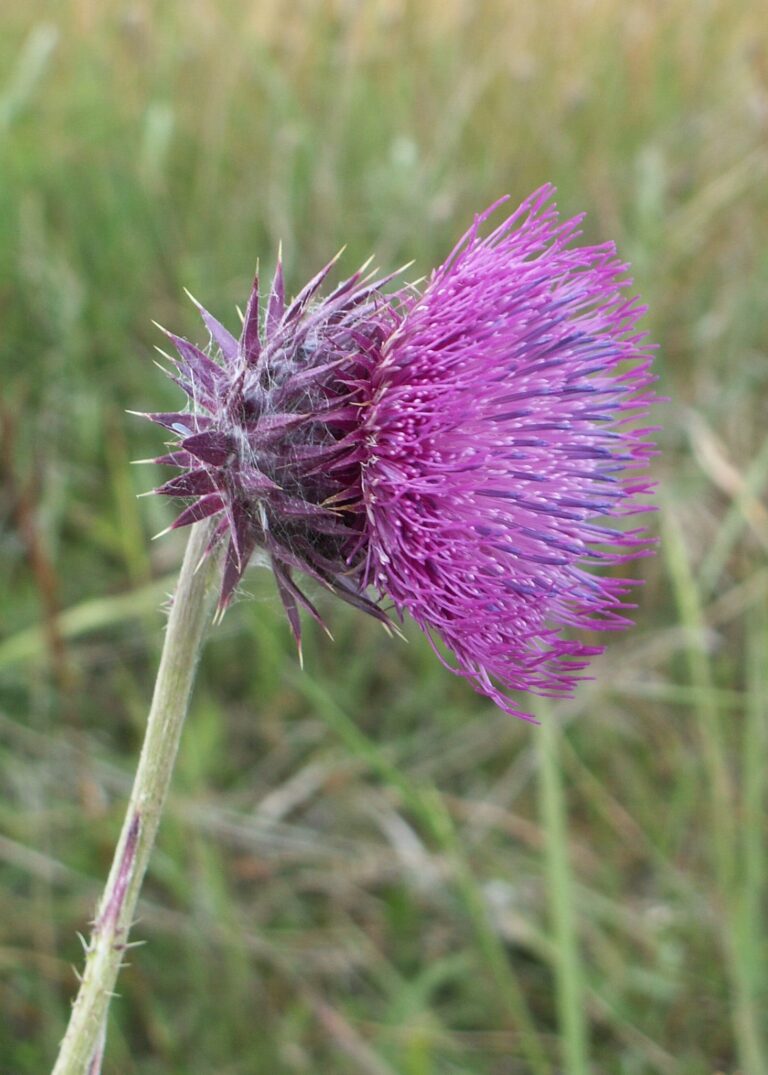 Bodlák nící (Carduus nutans)