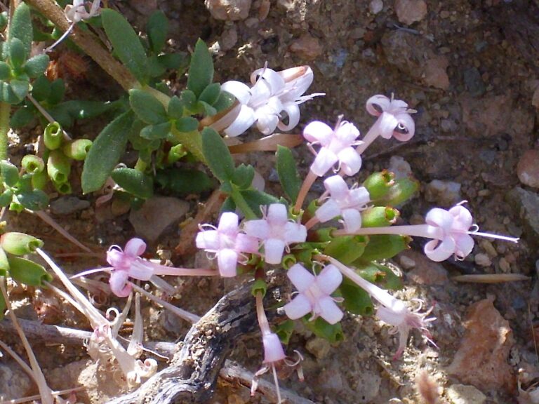 Lýkovec olejový (Daphne oleoides)