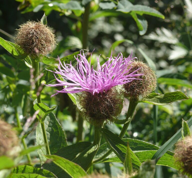 Chrpa parukářka (Centaurea pseudophrygia)