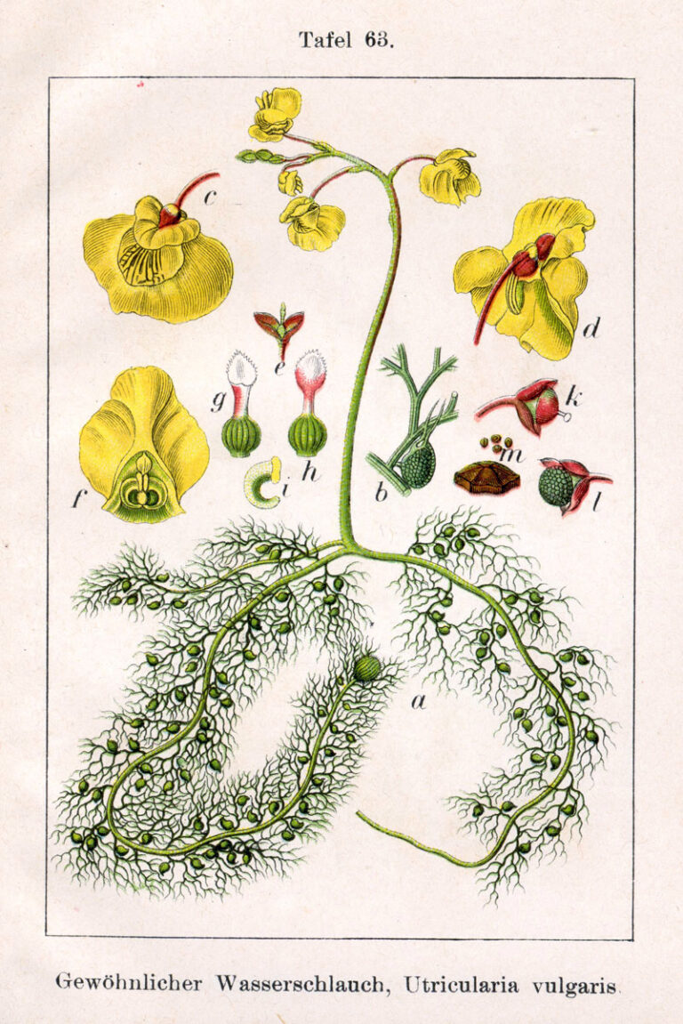 Bublinatka (Utricularia)