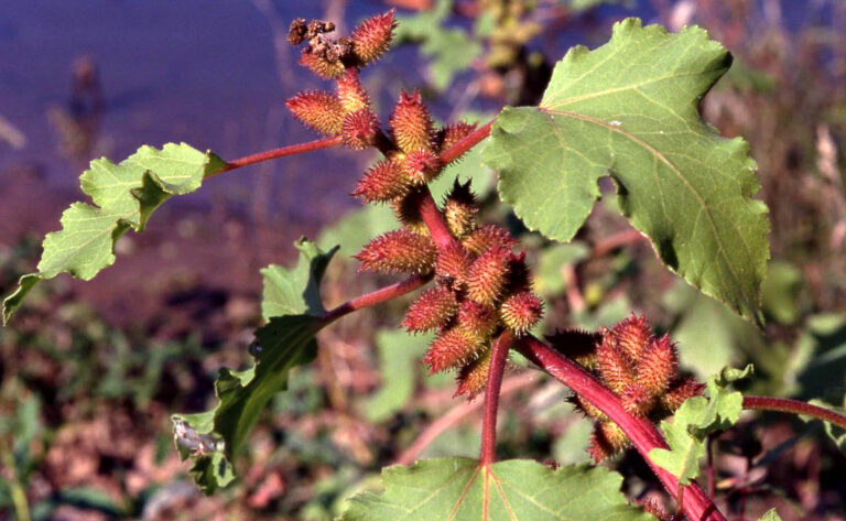 Řepeň polabská (Xanthium albinum)