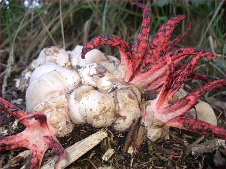 Květnatec archerův (Clathrus archeri)