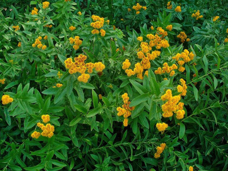 Oman německý (Inula germanica)