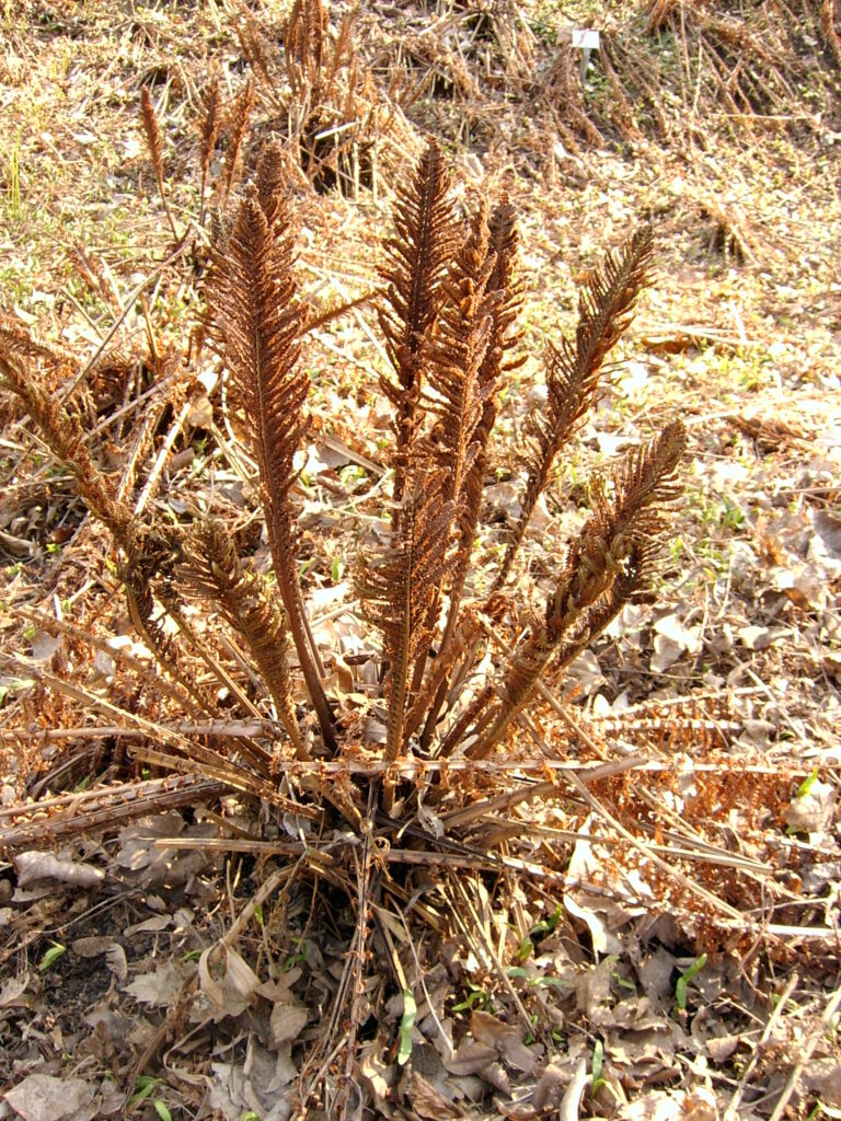 Pérovník pštrosí (Matteuccia struthiopteris)