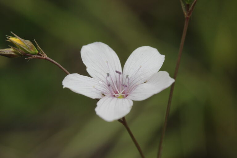 Len tenkolistý (Linum tenuifolium)