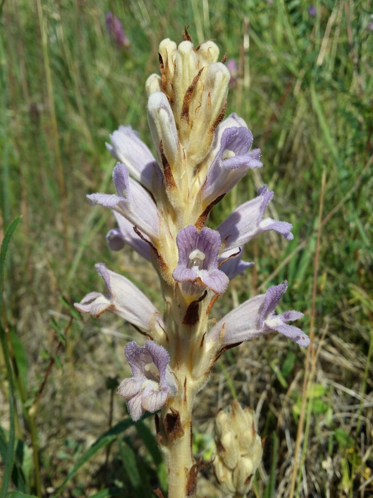 Mordovka písečná Mordovka písečná (Phelipanche arenaria)