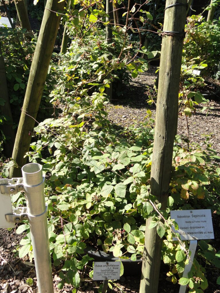 Ostružiník hebký (Rubus amphimalacus)