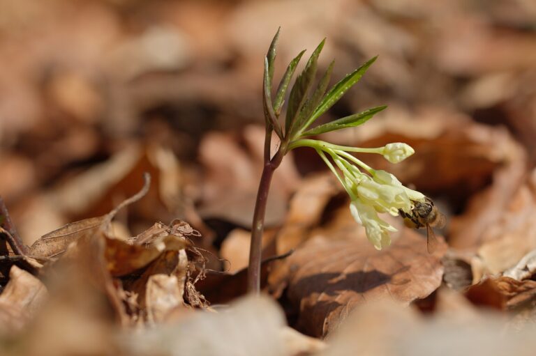 Kyčelnice devítilistá (Cardamine enneaphyllos)