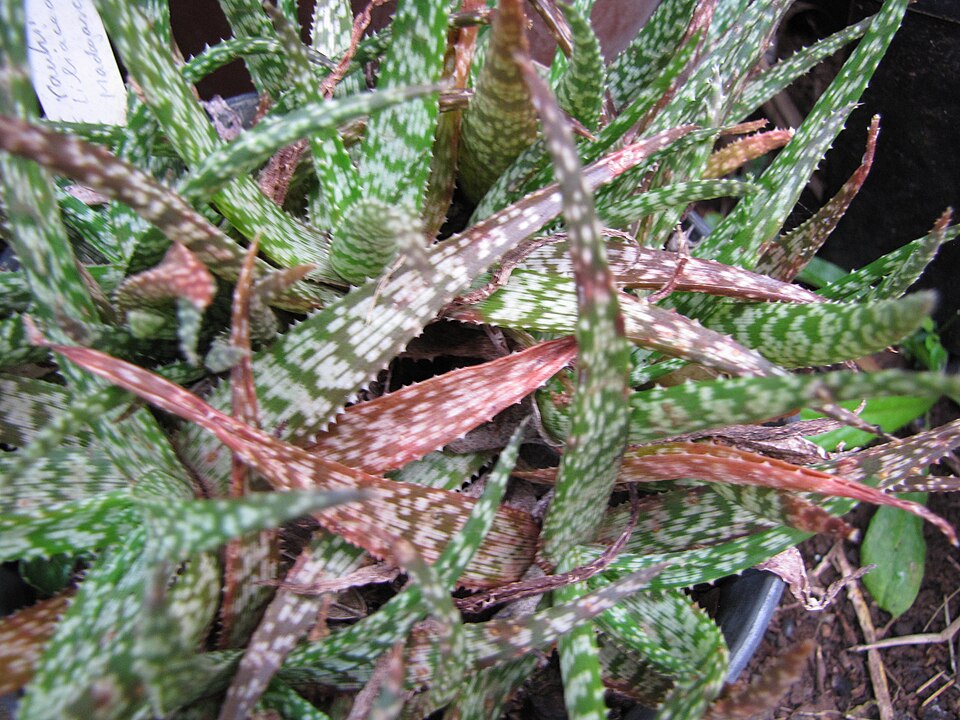 Aloe rauhii reynold