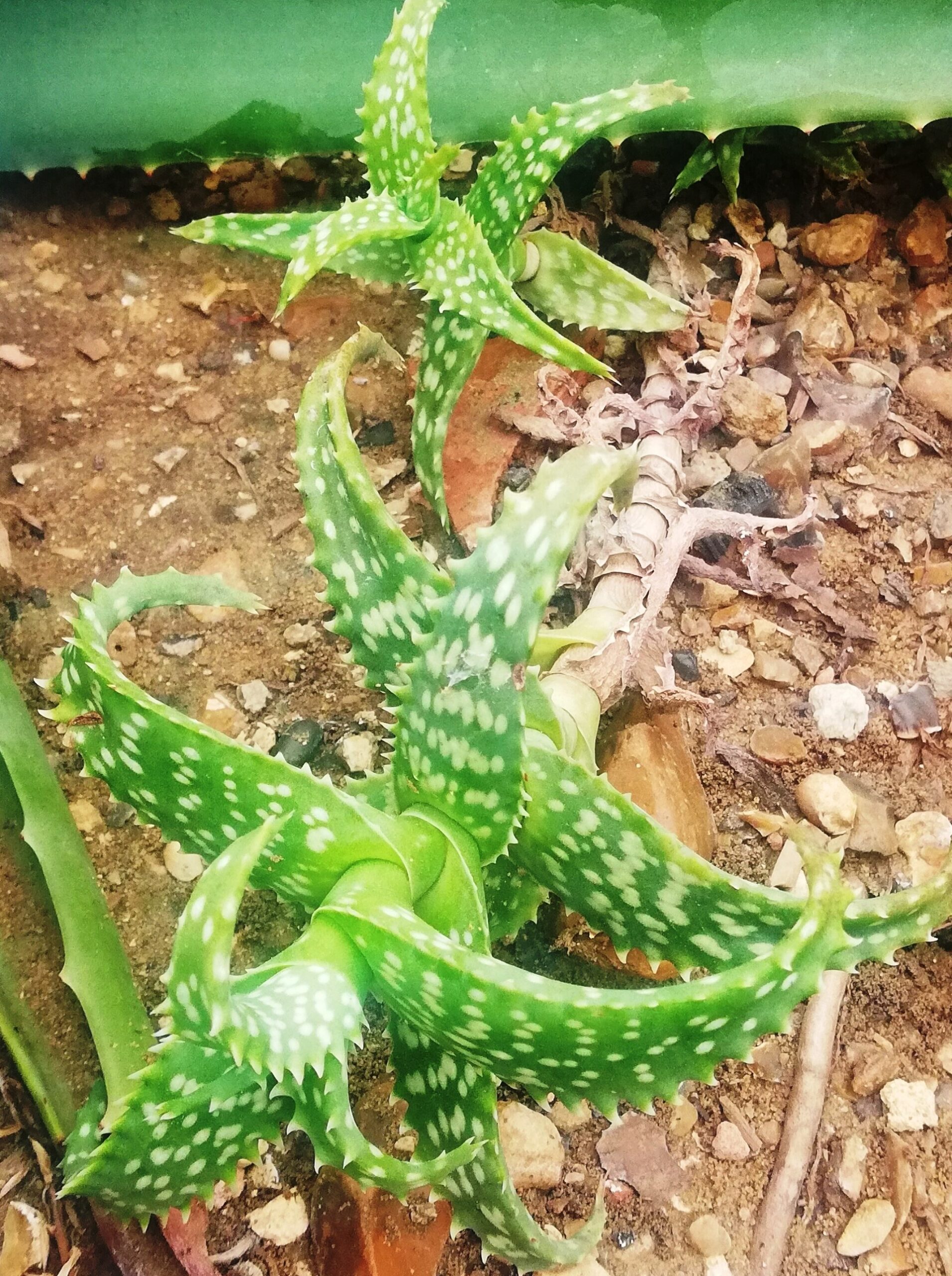 Aloe squarrosa baker