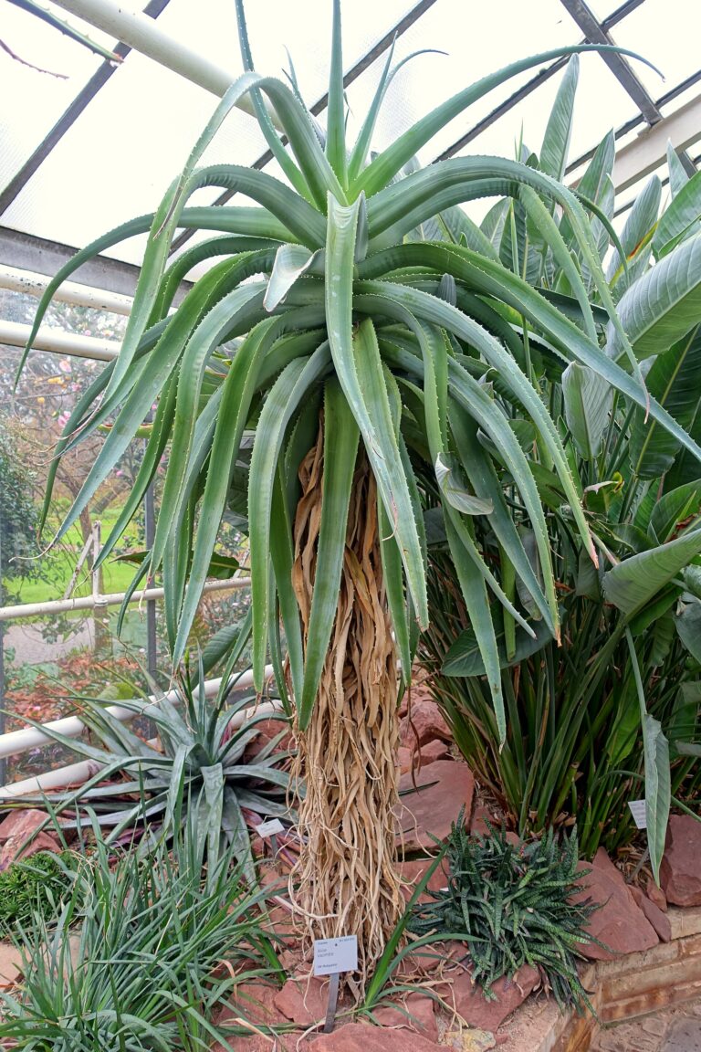 Aloe vaombe (Aloe vaombe)