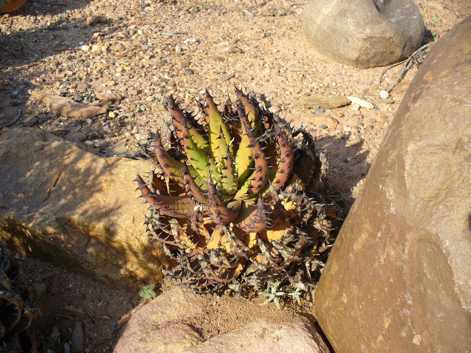 Aloe melanacantha