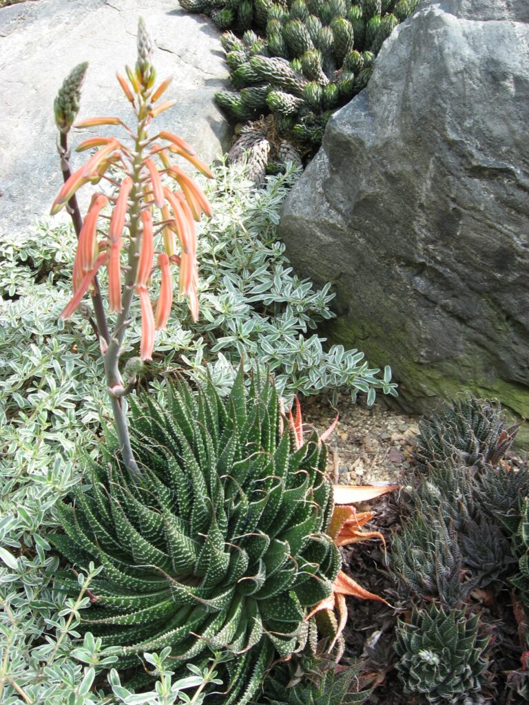 Aloe aristata Aloe aristata (Aloe aristata)