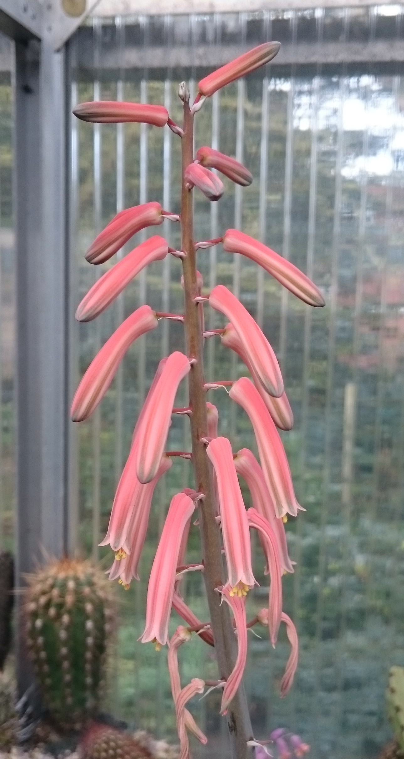 Aloe sokolí pero