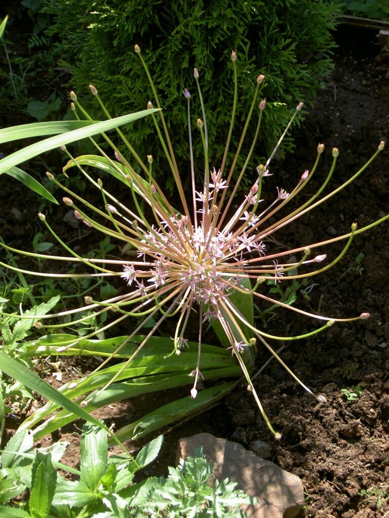 Česnek schubertův (Allium schubertii)