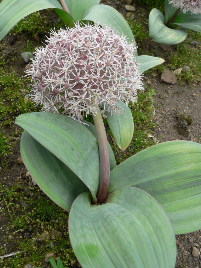 Česnek karatavský (Allium karataviense)