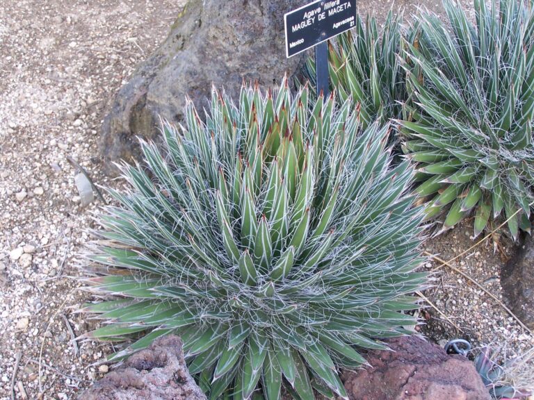 Agave filifera (Agave filifera)