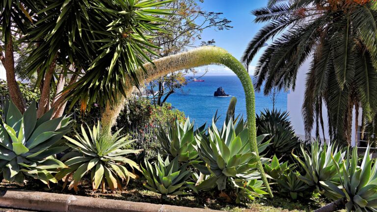 Agave attenuata Agave attenuata (Agave attenuata)