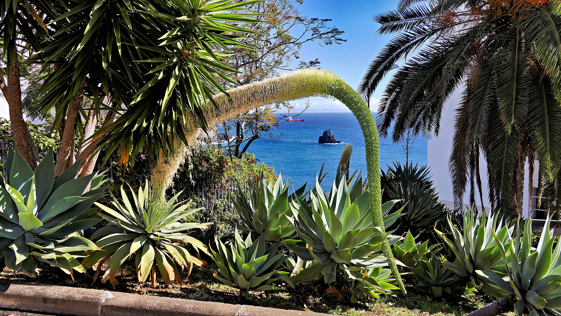 Agave attenuata