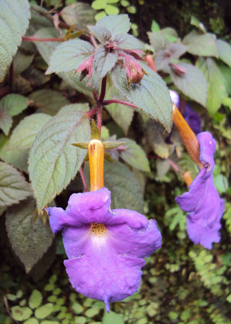 Gesneria (Achimenes longiflora)