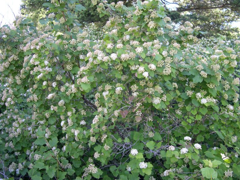Tavola jabloňová (Physocarpus malvaceus)