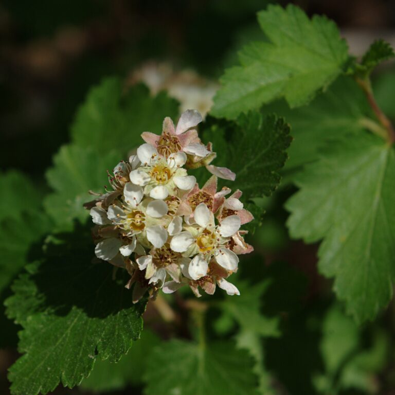 Tavola obecná (Physocarpus monogynus)