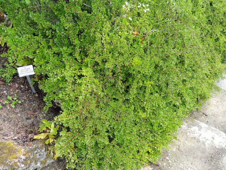 Skalník přitisklý (Cotoneaster adpressus)