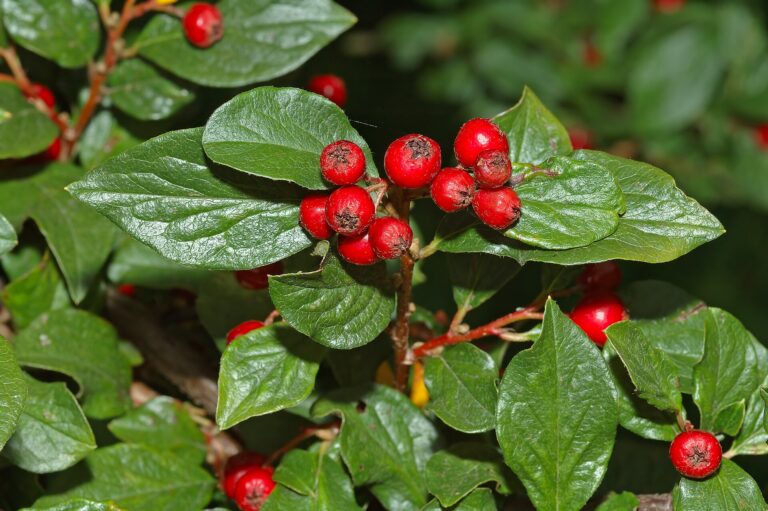 Skalník špičatolistý (Cotoneaster acuminatus)