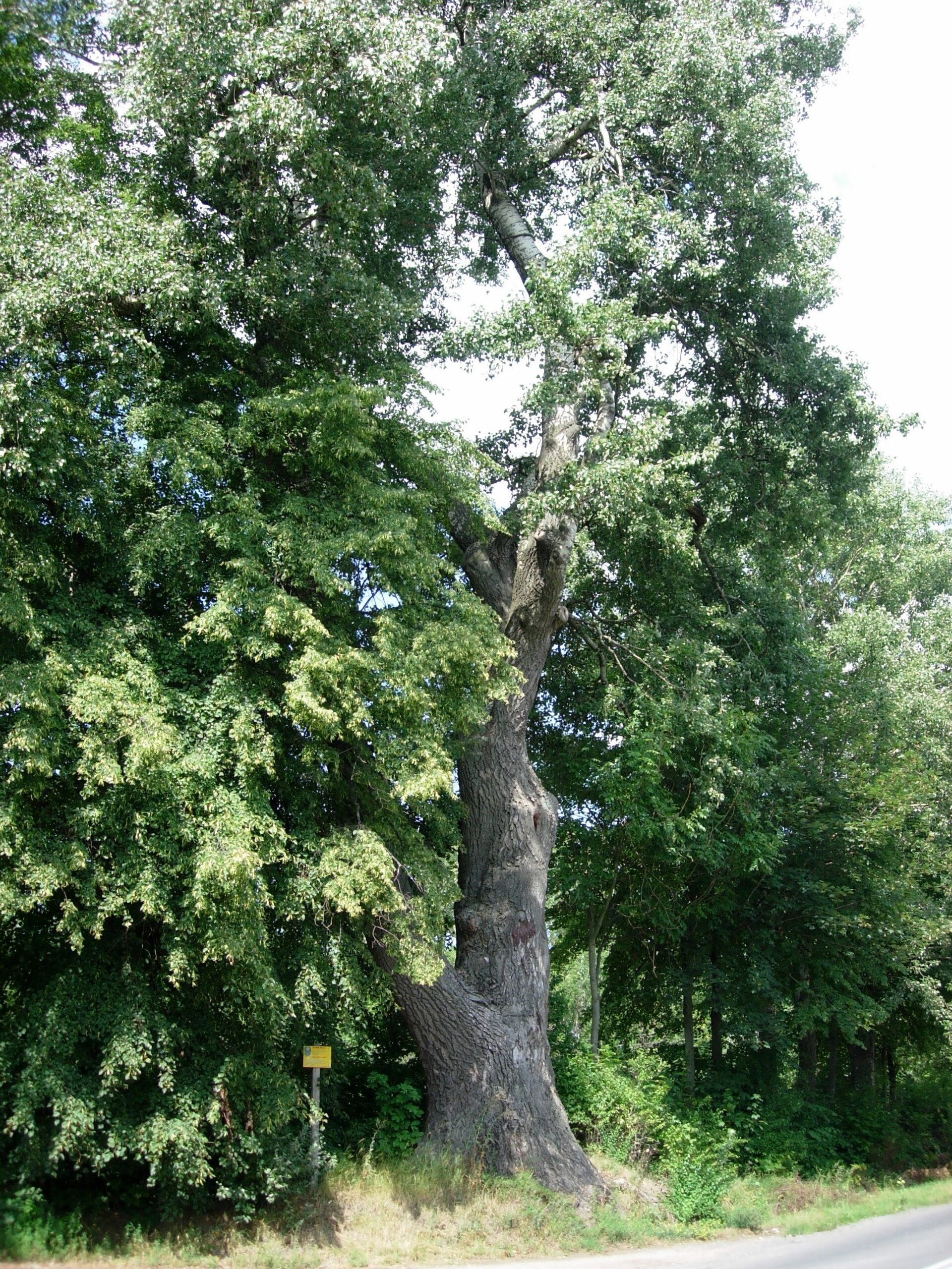 Topol bílý