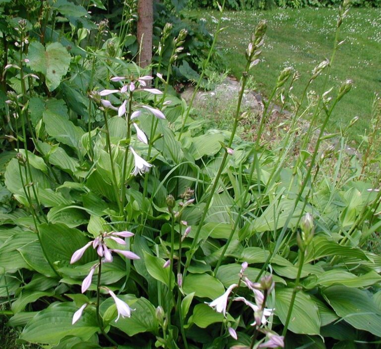 Bohyška sieboldova Bohyška sieboldova (Hosta sieboldiana)