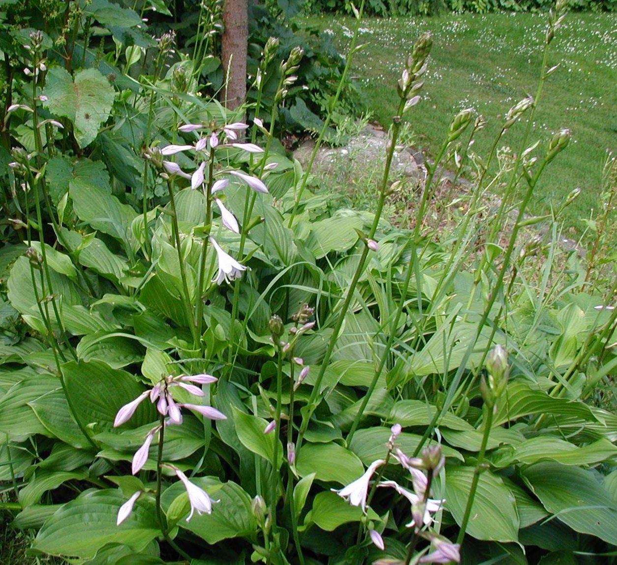 Bohyška sieboldova