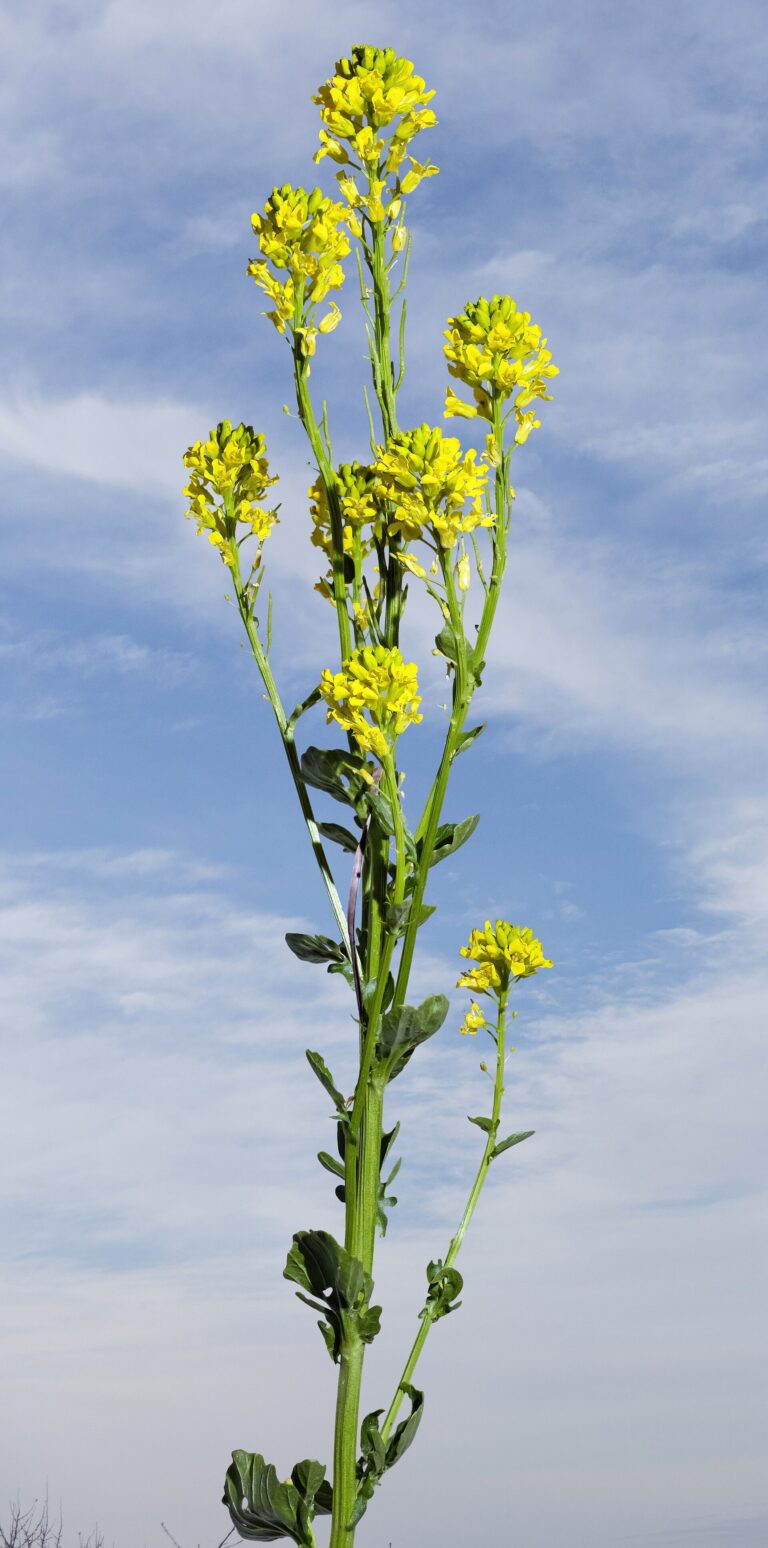 Barborka obecná Barborka obecná (Barbarea vulgaris)