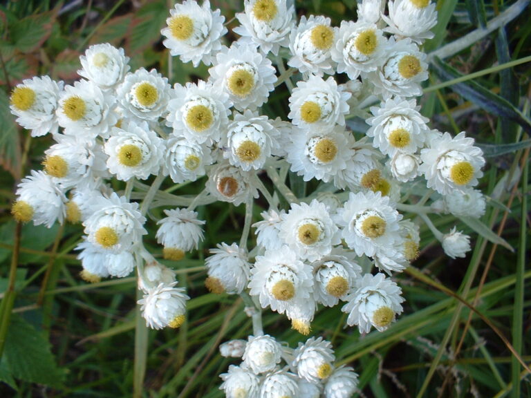 Plesnivka perlová (Anaphalis margaritacea)