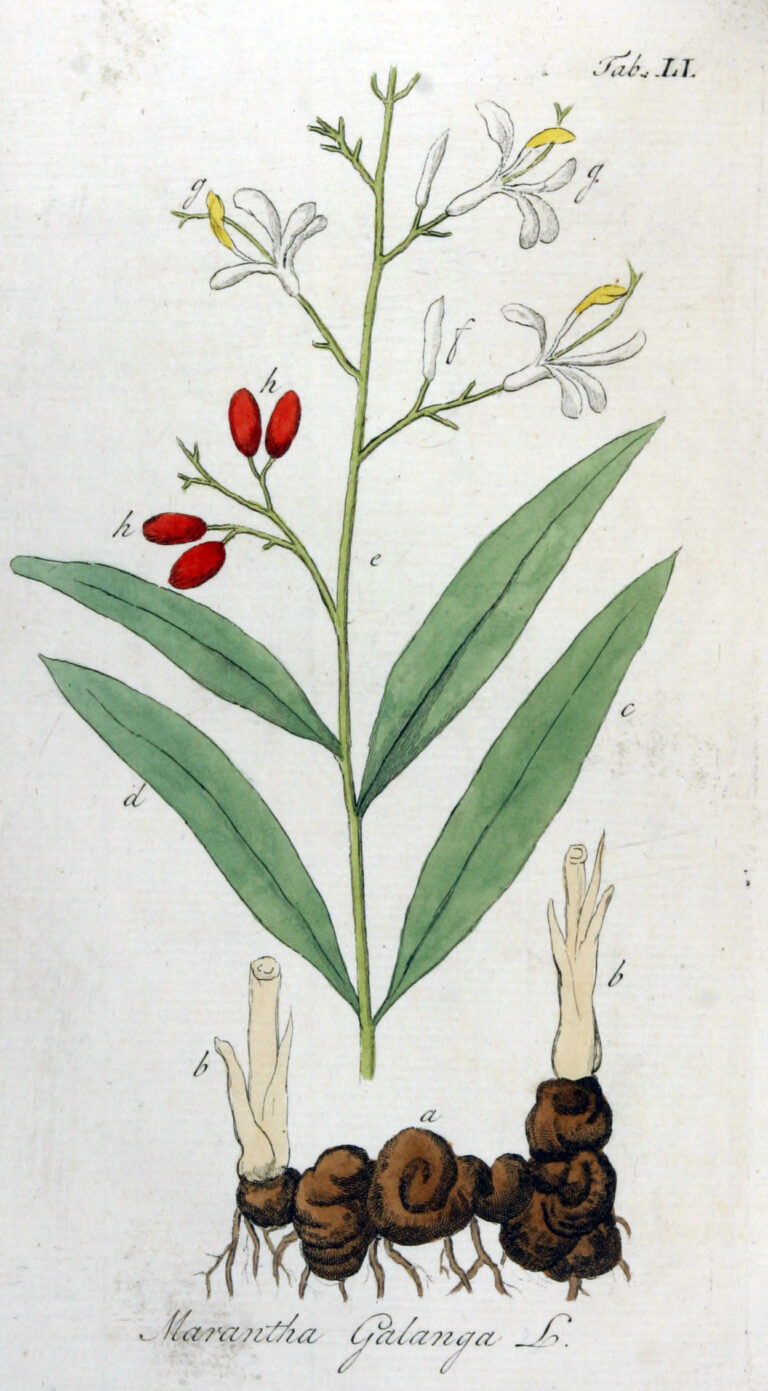 Gaglán pravý (Alpinia galanga)