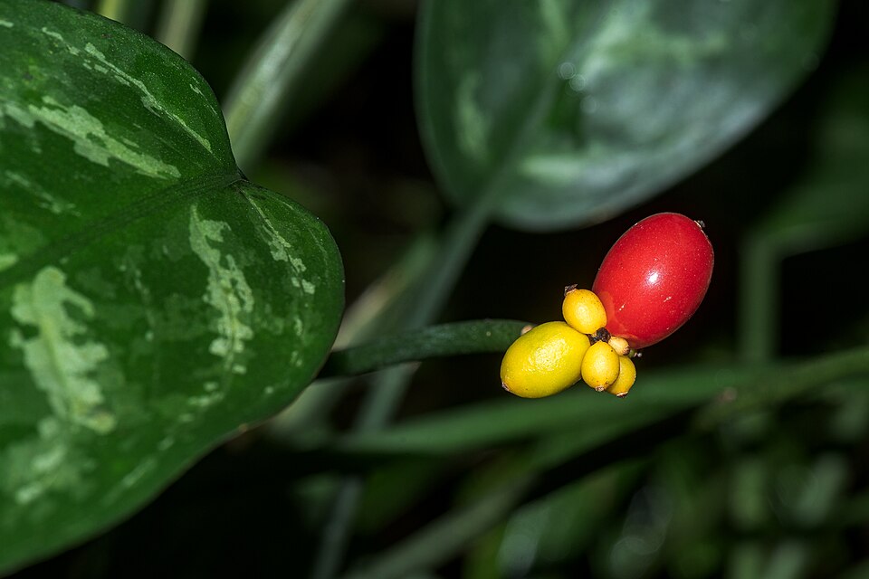 Aglaonema commutatum schott