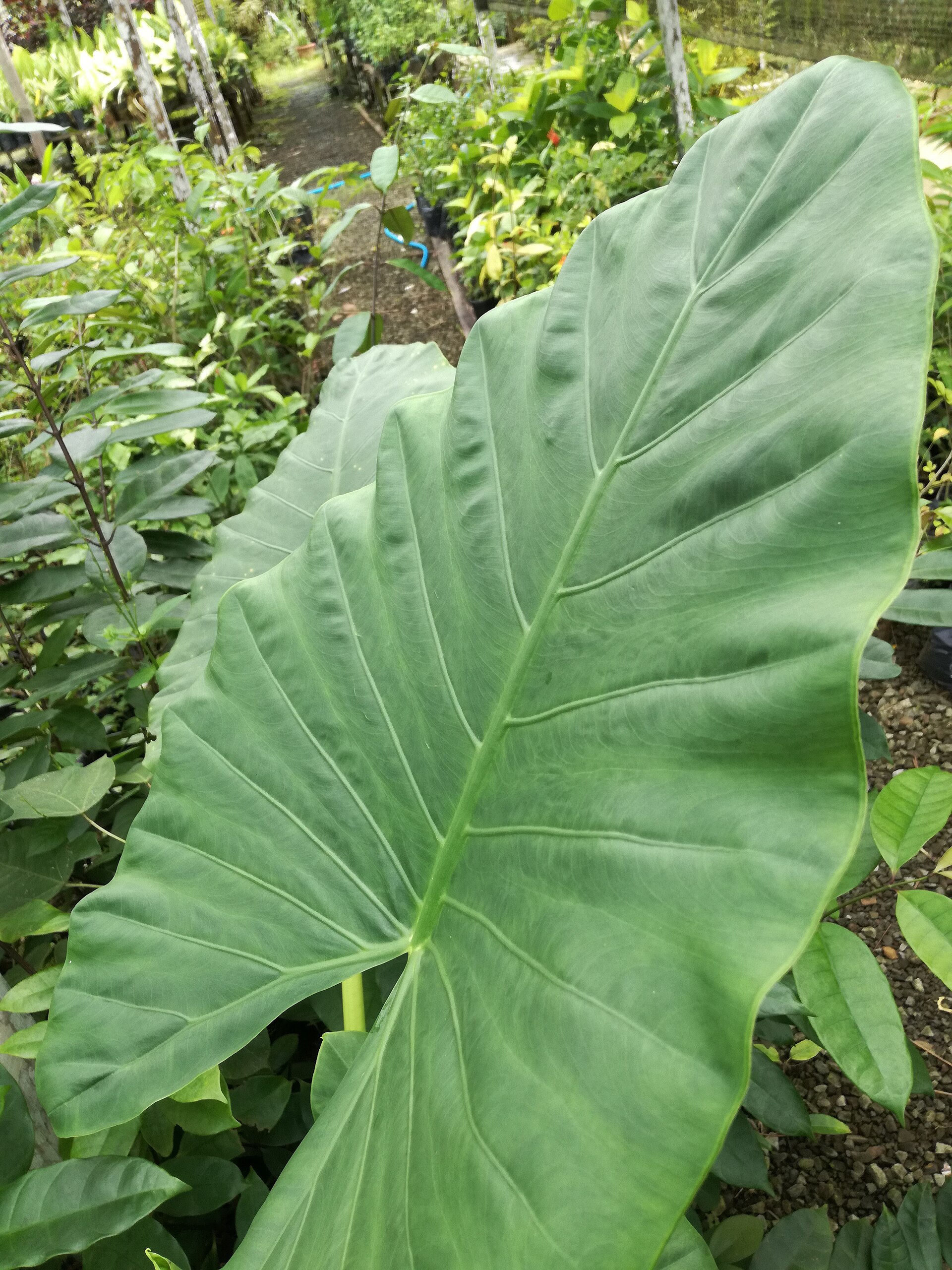 Alocasia macrorrhiza