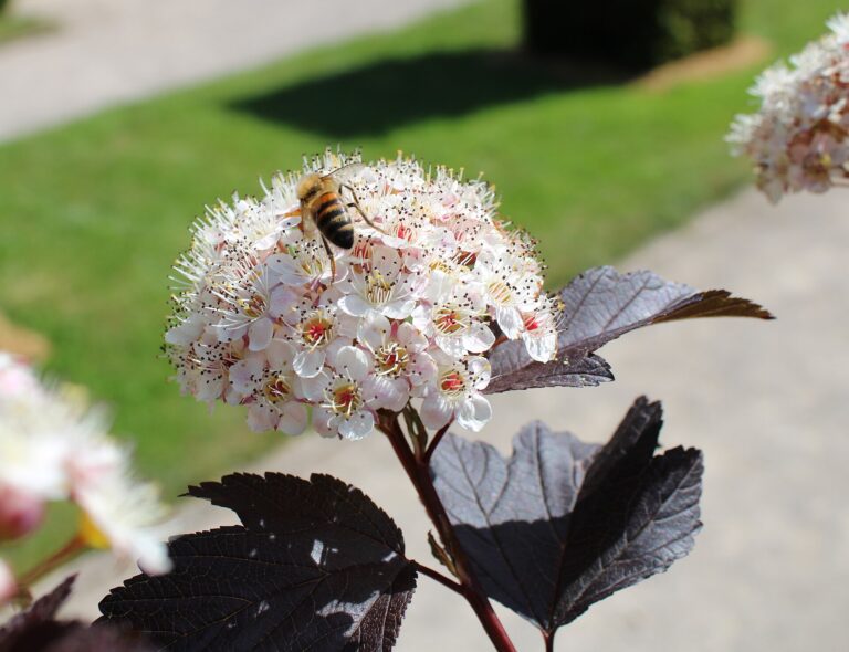 Tavola (Physocarpus)