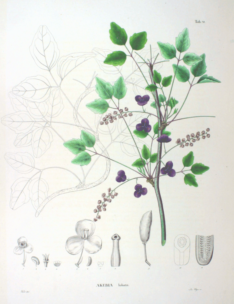 Akébie trojčetná (Akebia trifoliata)