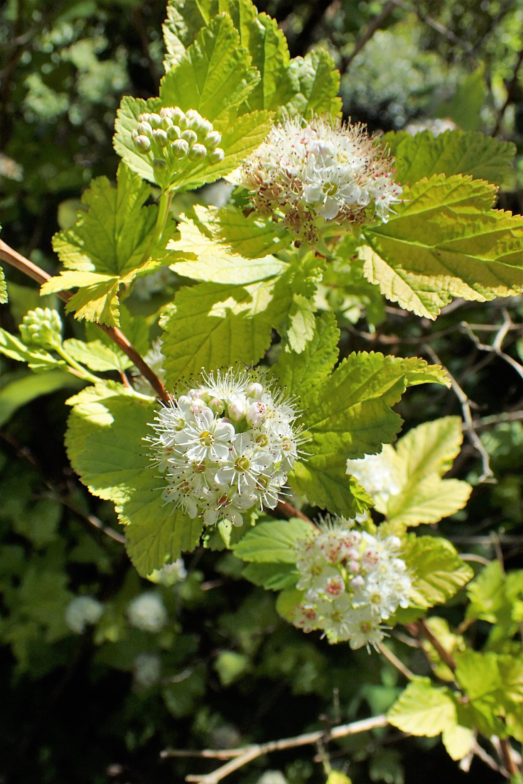 Tavola amurská