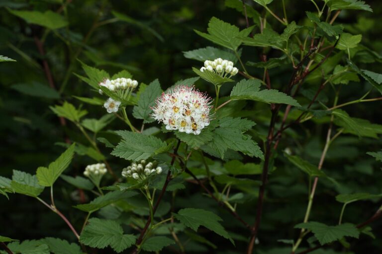 Tavola hlavatá (Physocarpus capitatus)