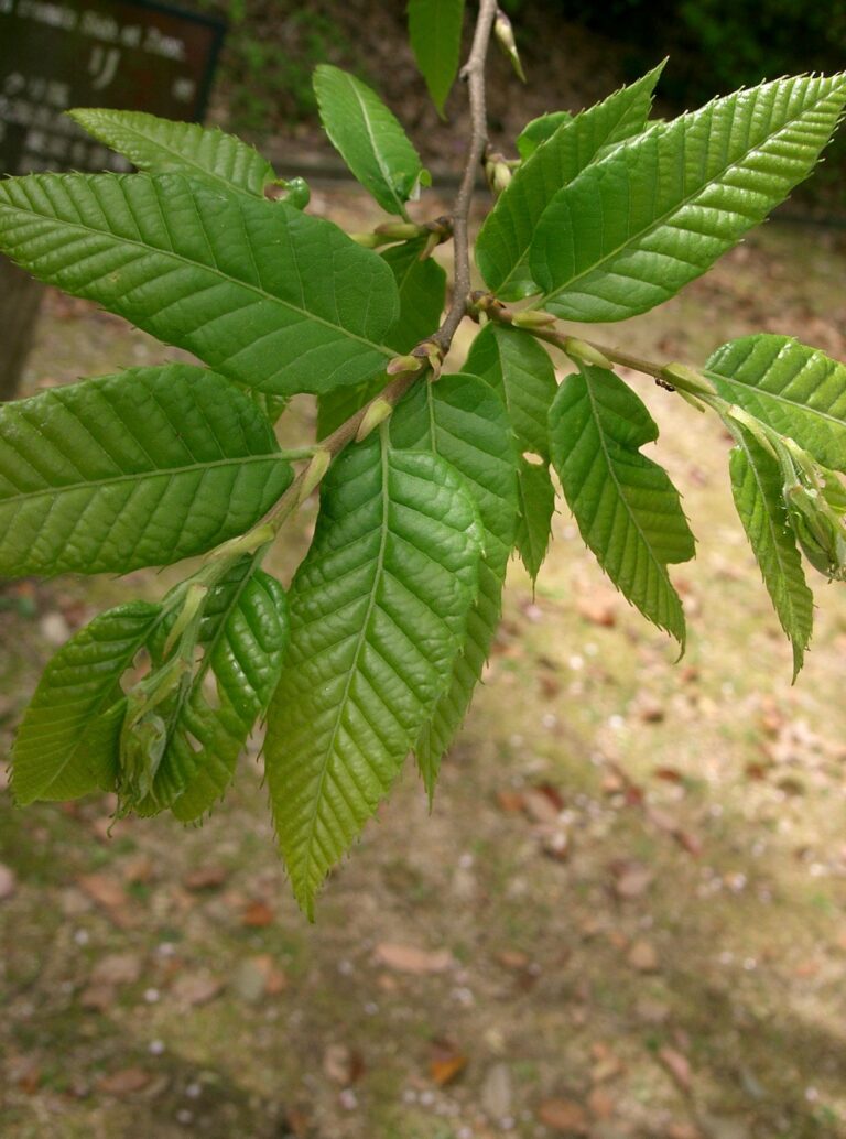 Kaštanovník vroubkovaný (Castanea crenata)