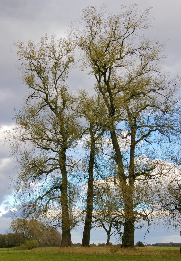 Topol (Populus)