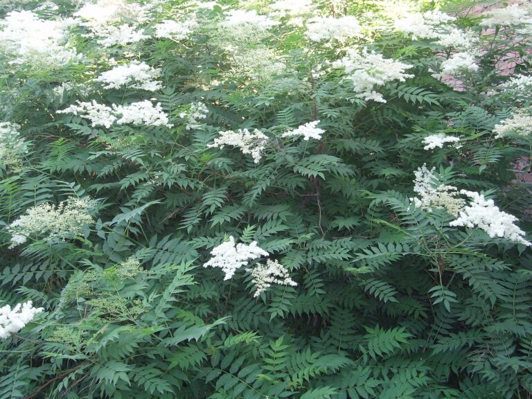 Tavolníkovec jeřábolistý Tavolníkovec jeřábolistý (Sorbaria sorbifolia)