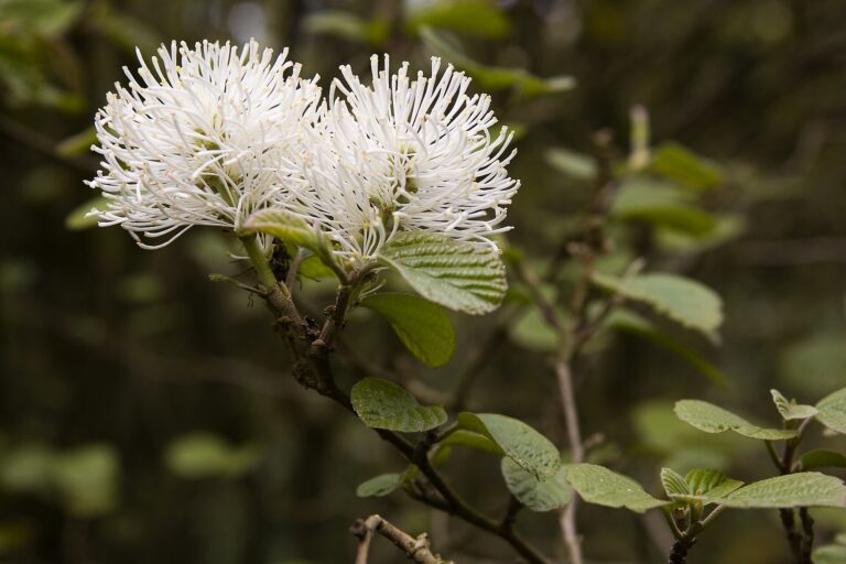 Fotergila větší (Fothergilla major)
