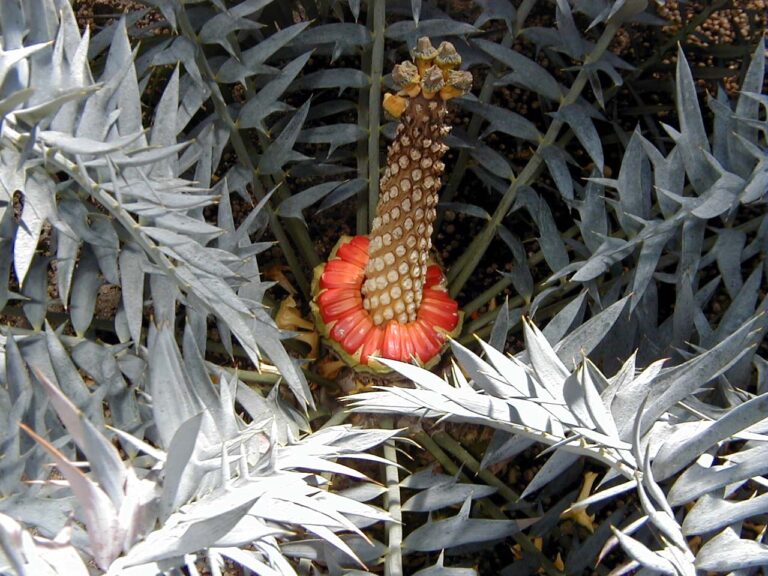 Píchoš hrozný Píchoš hrozný (Encephalartos horridus)
