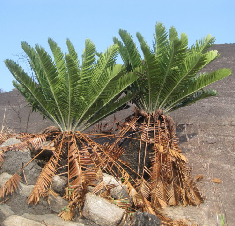 Píchoš Píchoš (Encephalartos)
