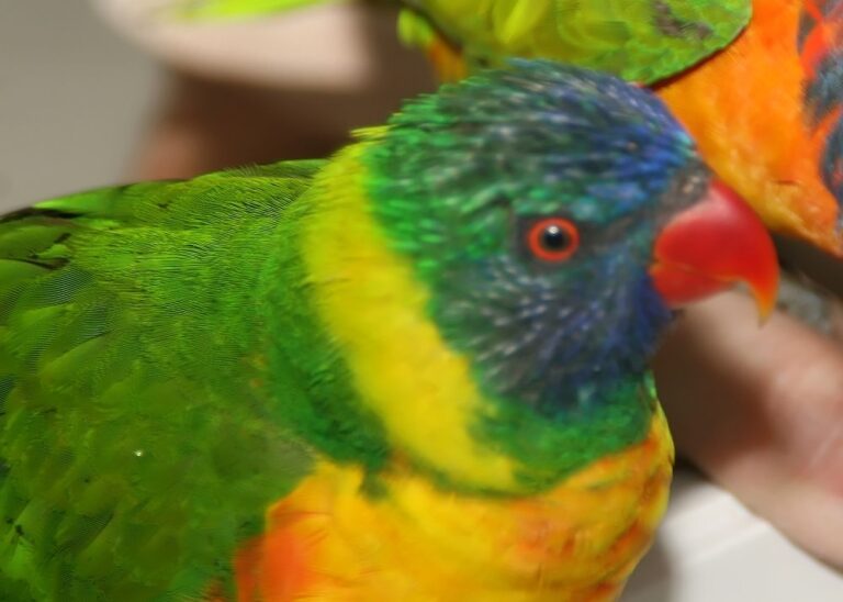 Lori mnohobarvý zelenopáskový (Trichoglossus haematodus haematodus)