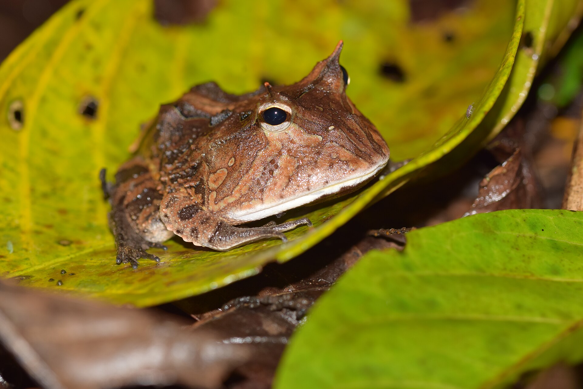 Rohatka cranwellova