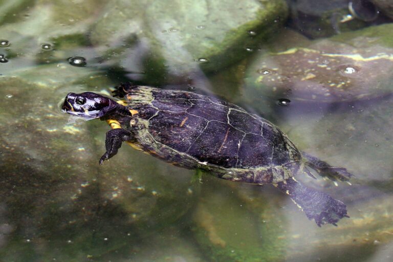 Želva jamajská (Trachemys terrapen)