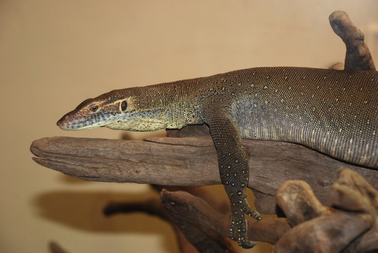 Varan mertensův (Varanus mertensi)